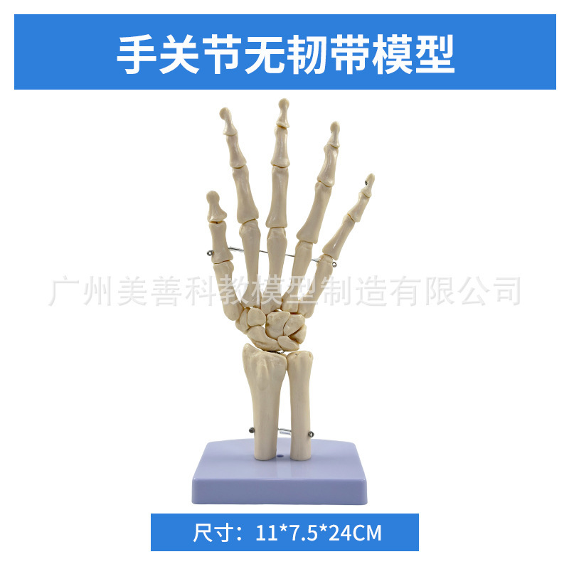 Hand joints have no ligaments