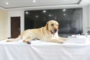 SP950VET シェンジチュ ペット用注射器注入ポンプ（犬猫用） - Product Image 4