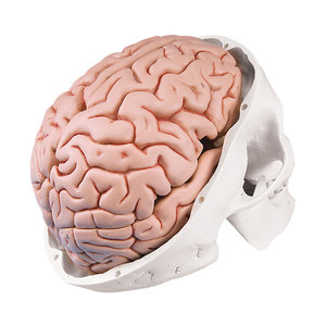Modelo de Cráneo 1:1, Molde Artístico de Cráneo Adulto, Suturas Visibles, Cráneo Abrible - Product Image 3