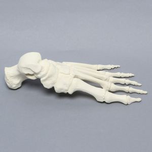 KyrenMed, modelo anatómico de hueso de <span class=keywords><strong>pie</strong></span> humano de espuma sólida, modelo de entrenamiento ortopédico de esqueleto para Taller, perforación preoperatoria - Product Image 4