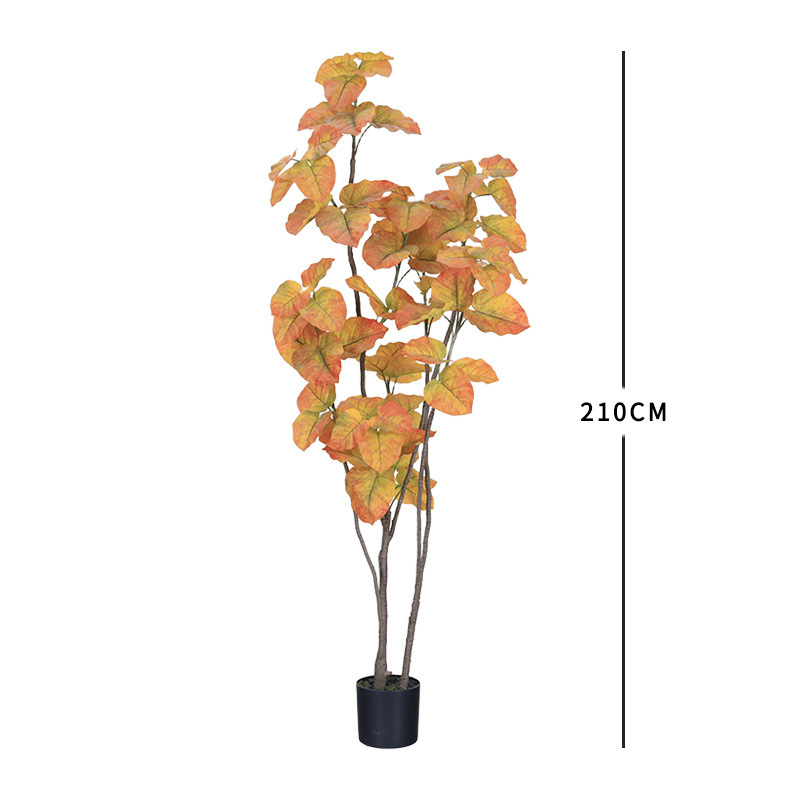 ต้นไทรเงิน (Ficus elastica decora) ฤดูใบไม้ร่วง - สูง 210 ซม.