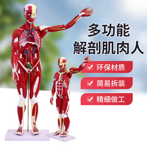 Modèle de corps humain de 80 cm avec muscles et organes internes, modèle d'anatomie musculaire, modèle pédagogique des muscles humains - Product Image 1