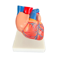 Modèle de coeur anatomique cardiaque grandeur nature en 2 parties personnalisées Ressources de formation en anatomie humaine adulte Démonstration de modèle de squelette