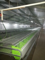 Équipement automatique pour lapins à plancher plat