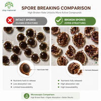 Poudre d'extrait de champignon Reishi à coquille brisée 98% de matières brisées - Poudre de Ganoderma Lucidum biodisponible issue de culture artificielle