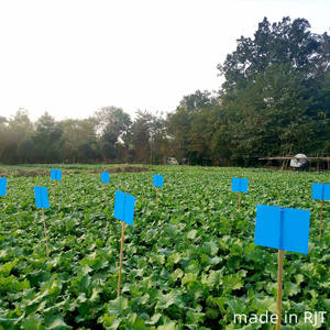 Dispositivo de monitoreo de plagas de invernadero Trampa desechable para insectos con pegamento azul para control de trips - Product Image 6