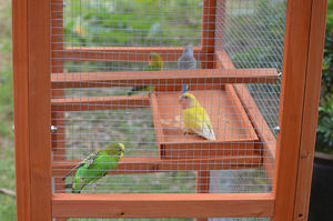 Vendita calda impermeabile all'aperto grande legno Finch gabbia Cockatiel in legno gabbia per uccelli da compagnia - Product Image 4