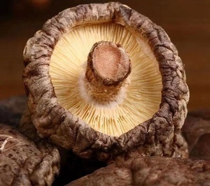 Xiang gu thực phẩm lành mạnh ăn được khô nấm <span class=keywords><strong>Shiitake</strong></span> toàn bộ khô <span class=keywords><strong>lentinus</strong></span> <span class=keywords><strong>edodes</strong></span> - Product Image 3