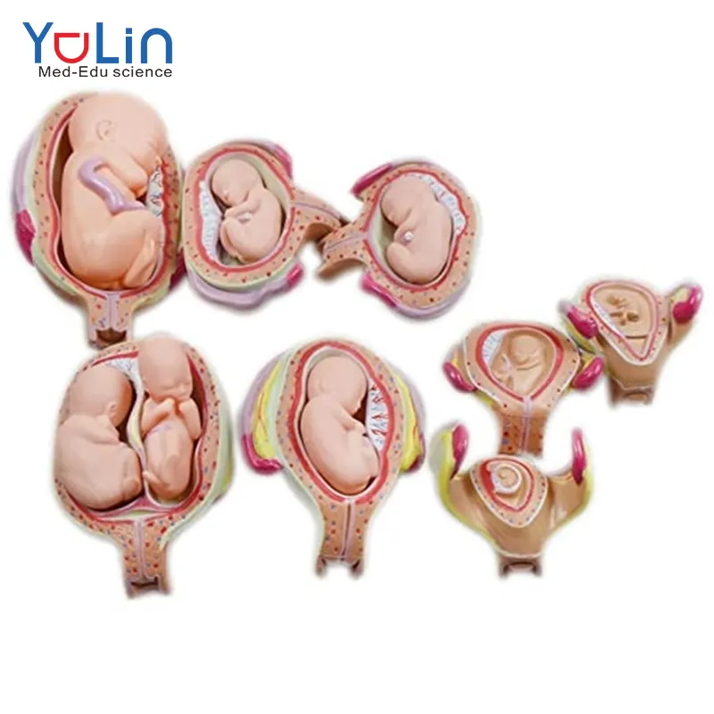 Human Fetal Development Anatomy Model of Pregnancy Pelvis Organ Anatomical Model 1-9Th Fetus medical Models