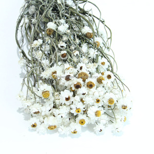 Chrysanthèmes argentés séchés, préservés, longue durée, écologiques, décoration intérieure, <span class=keywords><strong>fleurs</strong></span> <span class=keywords><strong>séchées</strong></span> pour mariage, <span class=keywords><strong>livraison</strong></span> de <span class=keywords><strong>fleurs</strong></span> <span class=keywords><strong>séchées</strong></span> de Chine - Product Image 3