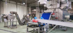 Granulado de Calabacín Seco Natural de 1-3mm, Grado Alimenticio, a Granel, Selección GVERDI, Hecho en Italia para la Industria Alimentaria - Product Image 5