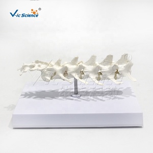 Modelo de Columna Vertebral Canina, <span class=keywords><strong>Esqueleto</strong></span> de <span class=keywords><strong>Perro</strong></span>, <span class=keywords><strong>Esqueleto</strong></span> Animal, <span class=keywords><strong>Esqueleto</strong></span> Canino, Enseñanza de Zootecnia, Columna Lumbar Canina - Product Image 1