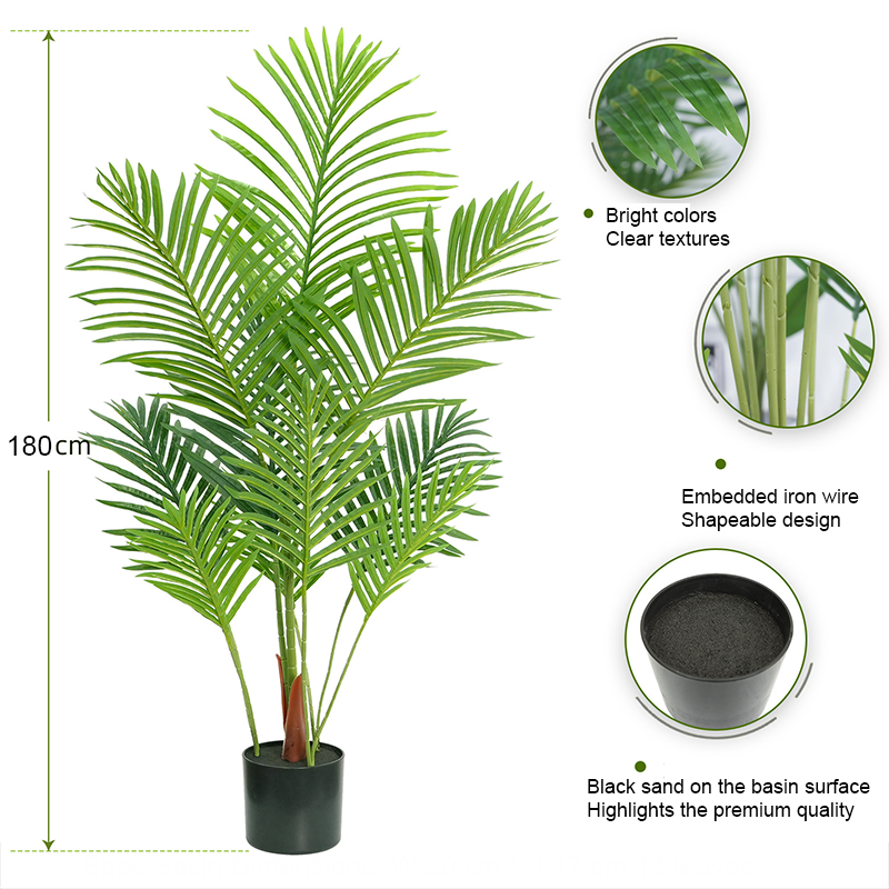 180cm Dypsis lutescens
