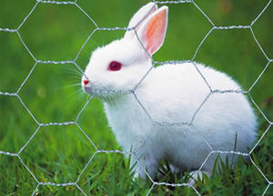 Chất lượng tốt 16 Máy đo lục giác dây lưới 1 ''gia cầm trang trại hàng rào gà lưới - Product Image 6