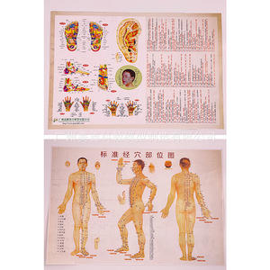 Modèle de réflexologie plantaire ultra-clair de 19 cm, modèle de pied pour l'enseignement de l'acupuncture et des points de massage. - Product Image 3