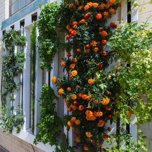 Farm Vegetable Growing Box Vertical Hydroponics Farm <strong>Tower</strong> - Product Image 6