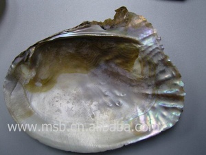 Concha de Perla de Agua Dulce China (Mejillón Trigonométrico) - Product Image 3