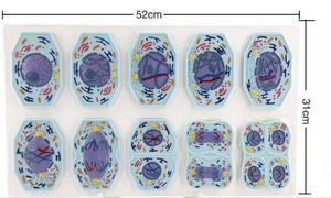 Modelo de <span class=keywords><strong>Comparación</strong></span> de Células Animales y Vegetales: Mitosis y Meiosis para la Enseñanza de Anatomía Humana - Product Image 2