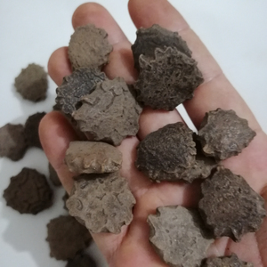 木别子干成熟的苦瓜种子，用于草药 - Product Image 4