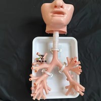 Modelo de Entrenamiento para Broncoscopia Oral, Modelo de Práctica para Broncoscopio