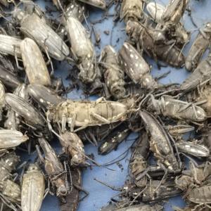 Insectes naturels séchés Tian Niu, scarabées longicornes bruts, scarabée à cornes pour les herbes - Product Image 2