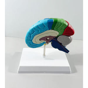 Modèle de cerveau droit 1:1 avec zones fonctionnelles - Outil pédagogique d'anatomie du cerveau humain - Product Image 2