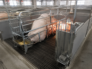 Plancher à lattes en fonte ductile haute résistance pour enclos de maternité porcine - Product Image 1
