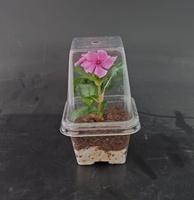 Boîte d'emballage à clapet en PET recyclable pour plantes récipient à clapet en plastique pour graines de fleurs