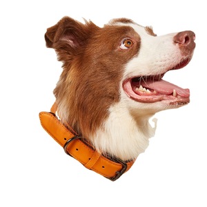 Laisse de luxe réglable en toile imperméable et cuir véritable pour chien, avec rivets solides, sangle de cou rembourrée de qualité supérieure, robuste, pour chiens de taille moyenne - Product Image 2
