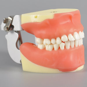Modèle de typodont pour la formation en suture dentaire, pour la chirurgie buccale, extraction des dents impatiente, incision gingivale - Product Image 5