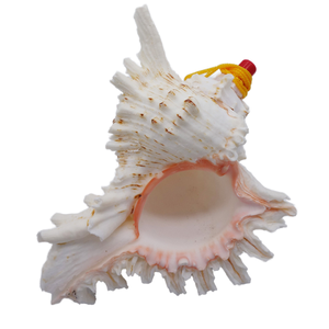 Large Natural Sea Shells Huge Ocean Conch Jumbo Seashells for Wedding Decor Beach Theme Party Home Fish Tank Collectors - CARYLN - Product Image 1