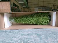 JIN PENG 3M PE Plante artificielle en forme de cône de cyprès pour la décoration de mariage, de Noël et d'extérieur
