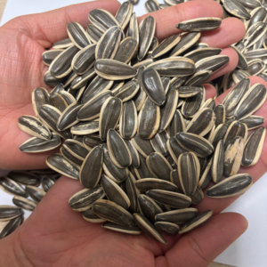 بذور عباد الشمس الجامبل عالية الجودة بالجملة بذور البطيخ - Product Image 1