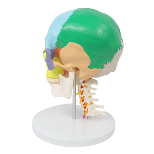 Modèle <span class=keywords><strong>de</strong></span> vertèbres cervicales à 7 avec crâne à code couleur Modèle anatomique grandeur nature pour l'enseignement et la formation chiropratique - Product Image 6
