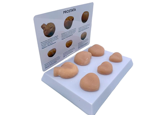 PVC massa della prostata modello anatomico strumento di apprendimento tattile per l'educazione medica - Product Image 5