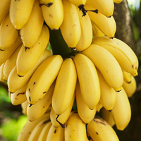 Extrait de peau de banane 10:1, 30:1, 50:1 ; Poudre d'extrait de peau de banane naturelle de qualité alimentaire ; Matière première pour l'alimentation et les cosmétiques