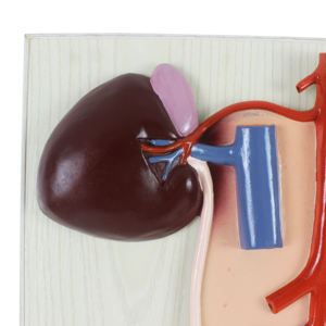 Ciencia médica 2 partes animal caballo riñón y sistema urinario modelo anatómico - Product Image 4