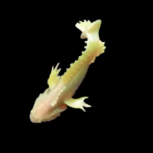 เหยื่อตกปลา11cm20g เหยื่อนิ่ม,เหยื่อล่อปลากะพงดำ - Product Image 6