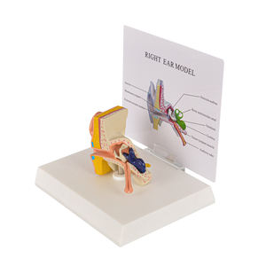 Modelo <span class=keywords><strong>de</strong></span> anatomía del oído humano, ciencia médica - Product Image 3