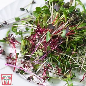 Kit de culture en bocal en verre moderne à faible entretien, auto-arrosant, pour le thym, pour le rebord de fenêtre et le jardin <span class=keywords><strong>d</strong></span>'herbes aromatiques au sol, cadeau - Product Image 3