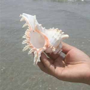 Coquille de remplacement pour hermit crab, coquille de conque naturelle, coquille de conque en gros, escargot à mille mains, escargot Kirin, paysage d'<span class=keywords><strong>aquarium</strong></span> - Product Image 4