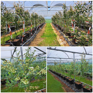 Hydroponic Plant Container Flower Growing <strong>Pot</strong> Nursery 20/30/<strong>40</strong>/50L Blueberry Gallon <strong>Pot</strong> - Product Image 4