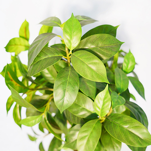 Arbre artificiel réaliste <span class=keywords><strong>Pieris</strong></span> <span class=keywords><strong>Japonica</strong></span>, fleurs artificielles pour décoration de mariage, décoration de la maison, résistant aux UV, installation facile - Product Image 4