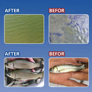 Fish Shrimp Growth Booster Feed Additive Aquaculture Vitamin Amino Acid Improve Water Quality Weight Gain for Tilapia Catfish - Product Image 3