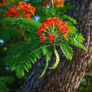 Plantas Vivas de Poinciana Real para Paisajismo en EAU, Árbol de Llama Ornamental al por Mayor para Calles de Ciudades, Hoteles y Jardines - Product Image 5