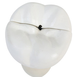 Tiêu Chuẩn Răng Nhân Tạo Mở Rộng Mô Hình Răng Tự Nhiên Cho Sinh Viên Thực Hành - Product Image 5