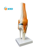 Modelo de hueso anatómico de la articulación de la rodilla humana de tamaño real 1:1, modelos de enseñanza de Anatomía de simulación para Ciencias médicas