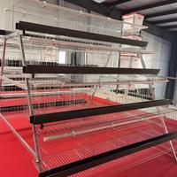 Vente Flash : Cage à Poules Pondeuses Type A à 4 Niveaux pour 160 Oiseaux, Équipement d'Élevage Avicole avec Système d'Alimentation Automatique