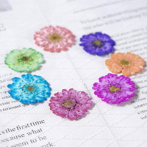 Paquete Floral prensado de manzanilla de doble flor <span class=keywords><strong>Real</strong></span> para manualidades de jardín de infantes, funda de teléfono de resina, fabricación de velas DIY - Product Image 4