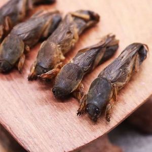 Toptan kurutulmuş Lougu köstebek kriket organik Gryllotalpidae çin tıbbı - Product Image 3